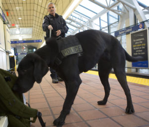 Image of Officer with K-9