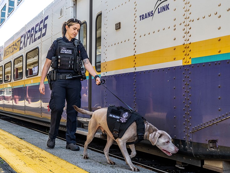 A dog handler and her explosive detection dog walk along a West Coast Express train as the dog sniffs the train